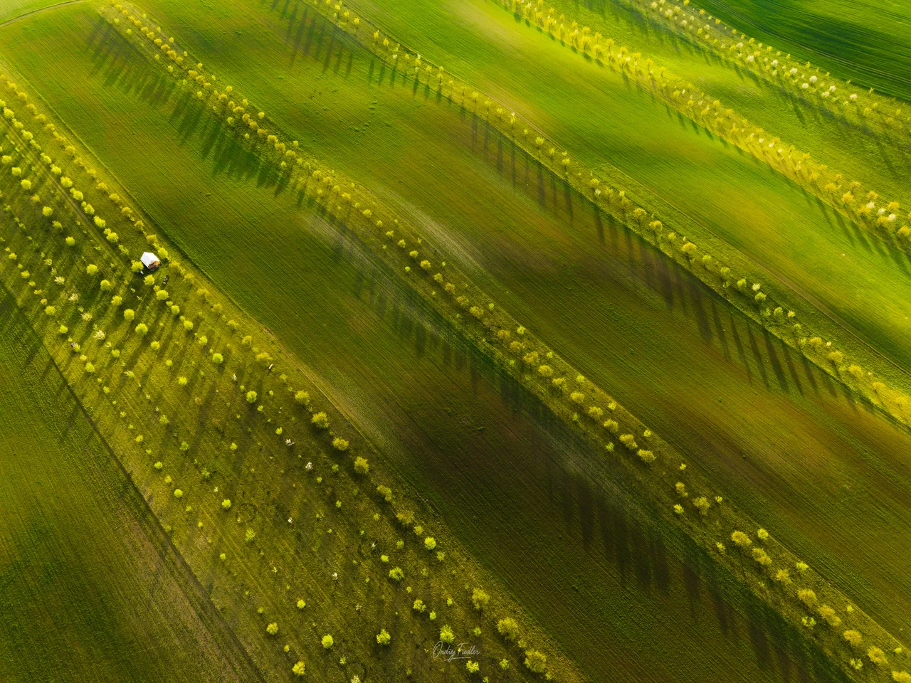 Flower strips near Šardice in spring