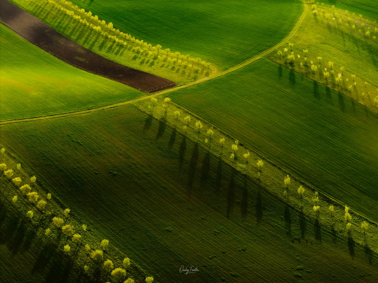 Flower strips near Šardice in spring