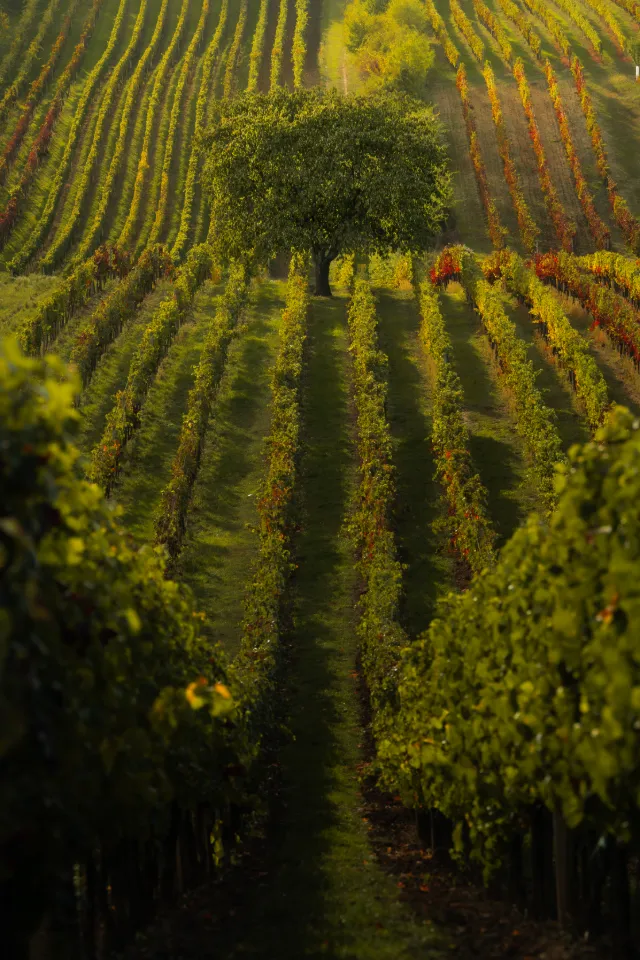 Moravian vineyards, Czech Republic (9)