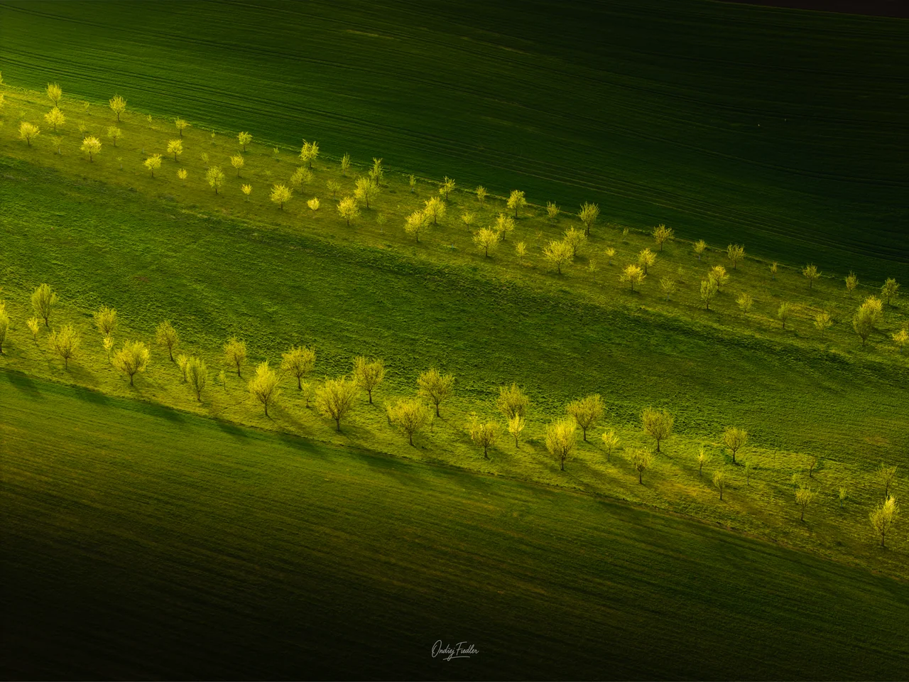 Flower strips near Šardice in spring