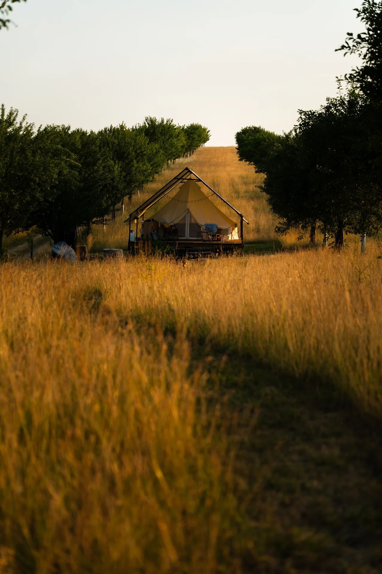 Flower strips in summer, and the glamping