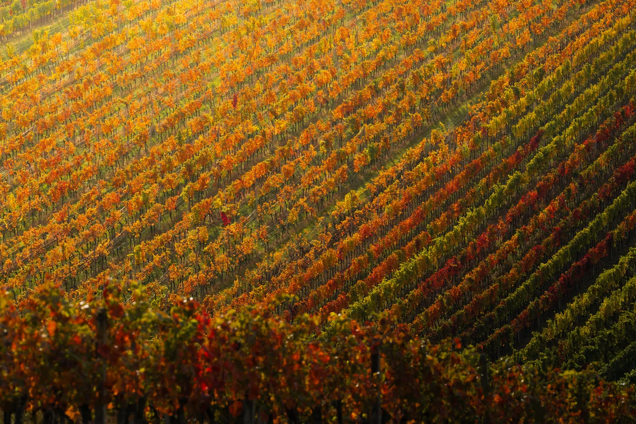 Čejkovice in autumn