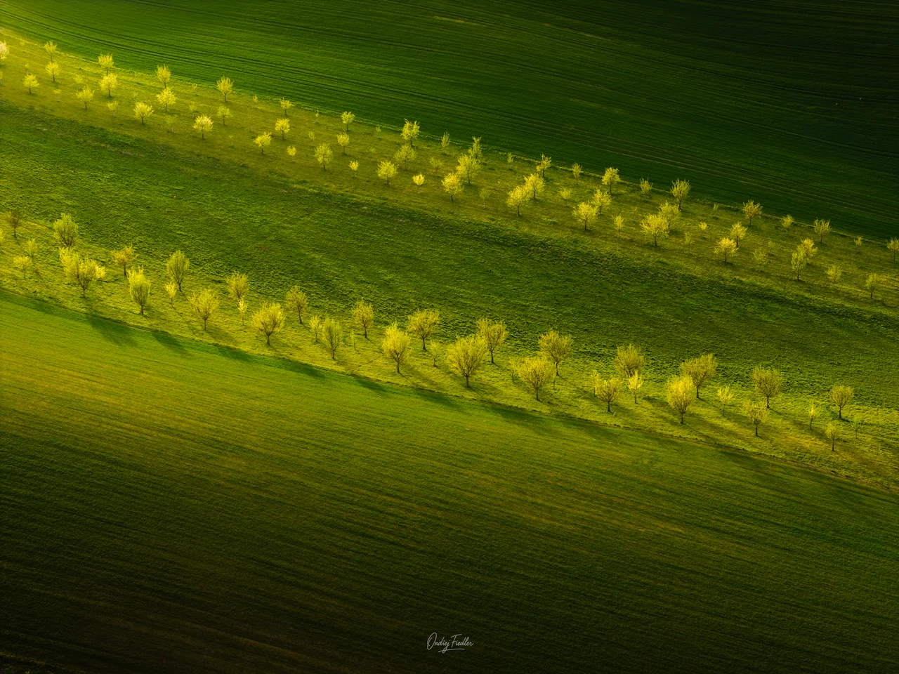 Flower strips near Šardice in spring
