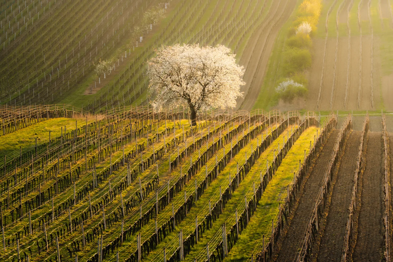 Čejkovice in spring
