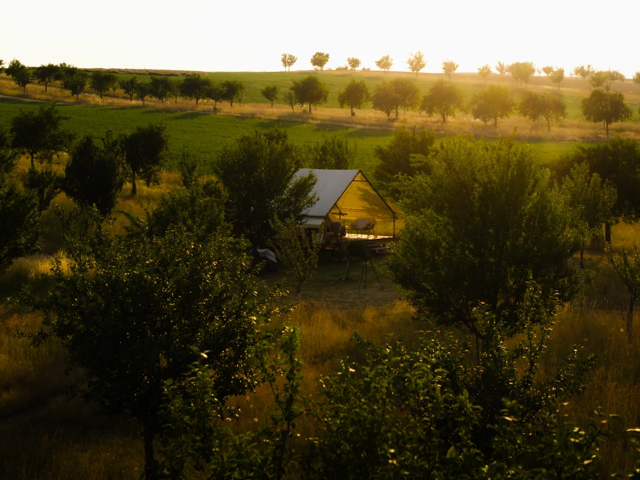 Flower strips in summer, and the glamping