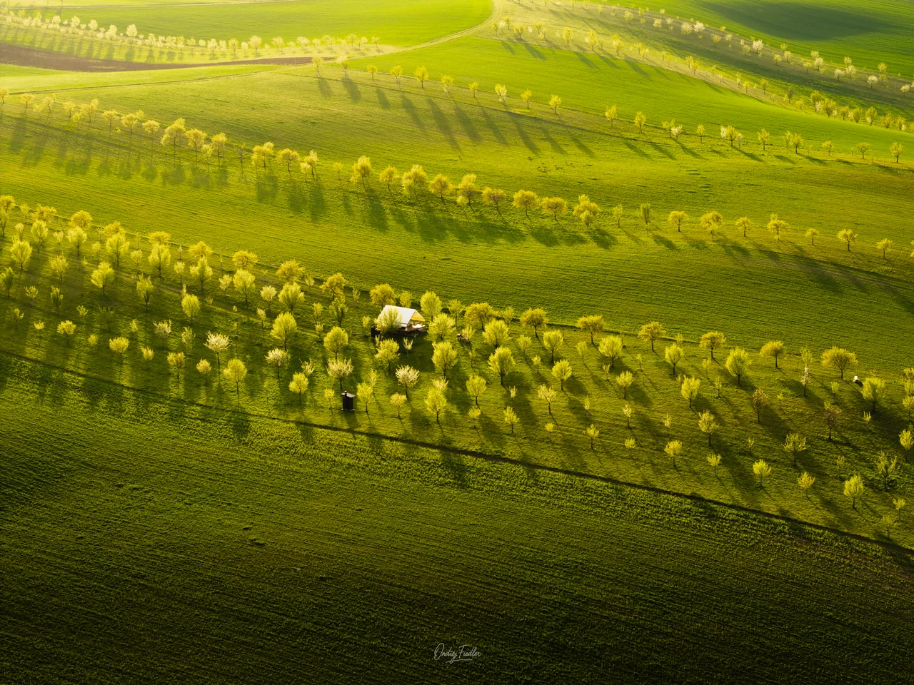 Flower strips near Šardice in spring