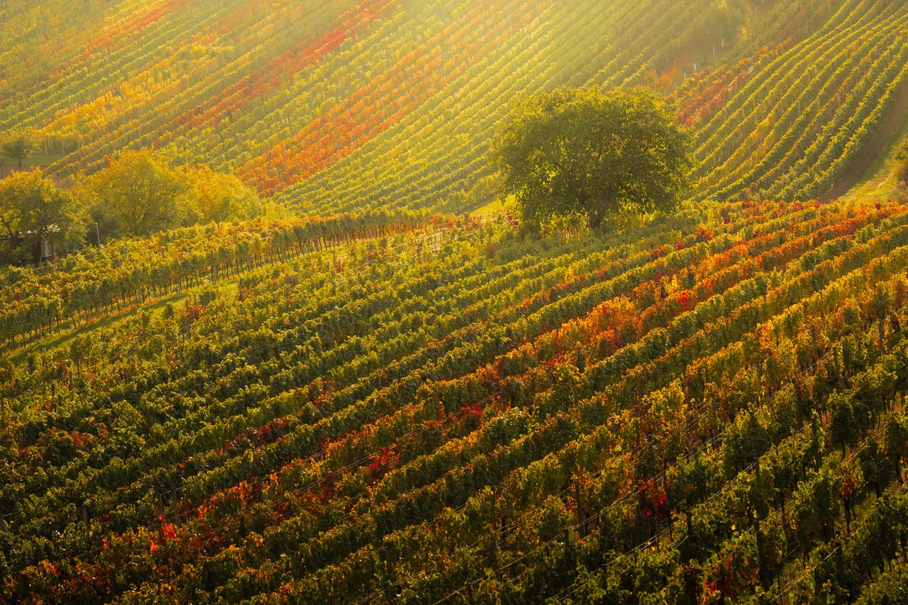 Čejkovice in autumn