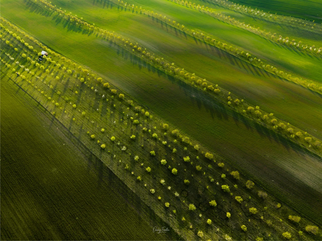 Flower strips near Šardice in spring