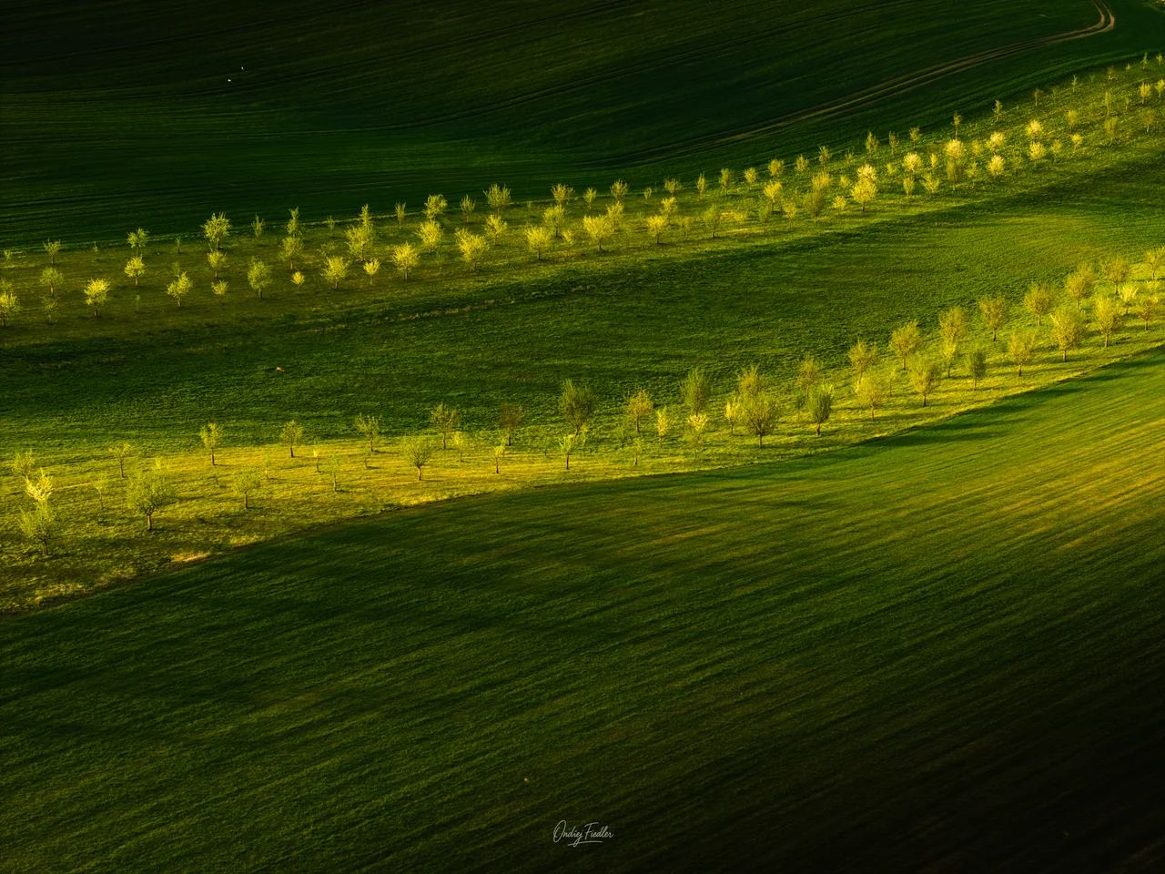 Flower strips near Šardice in spring