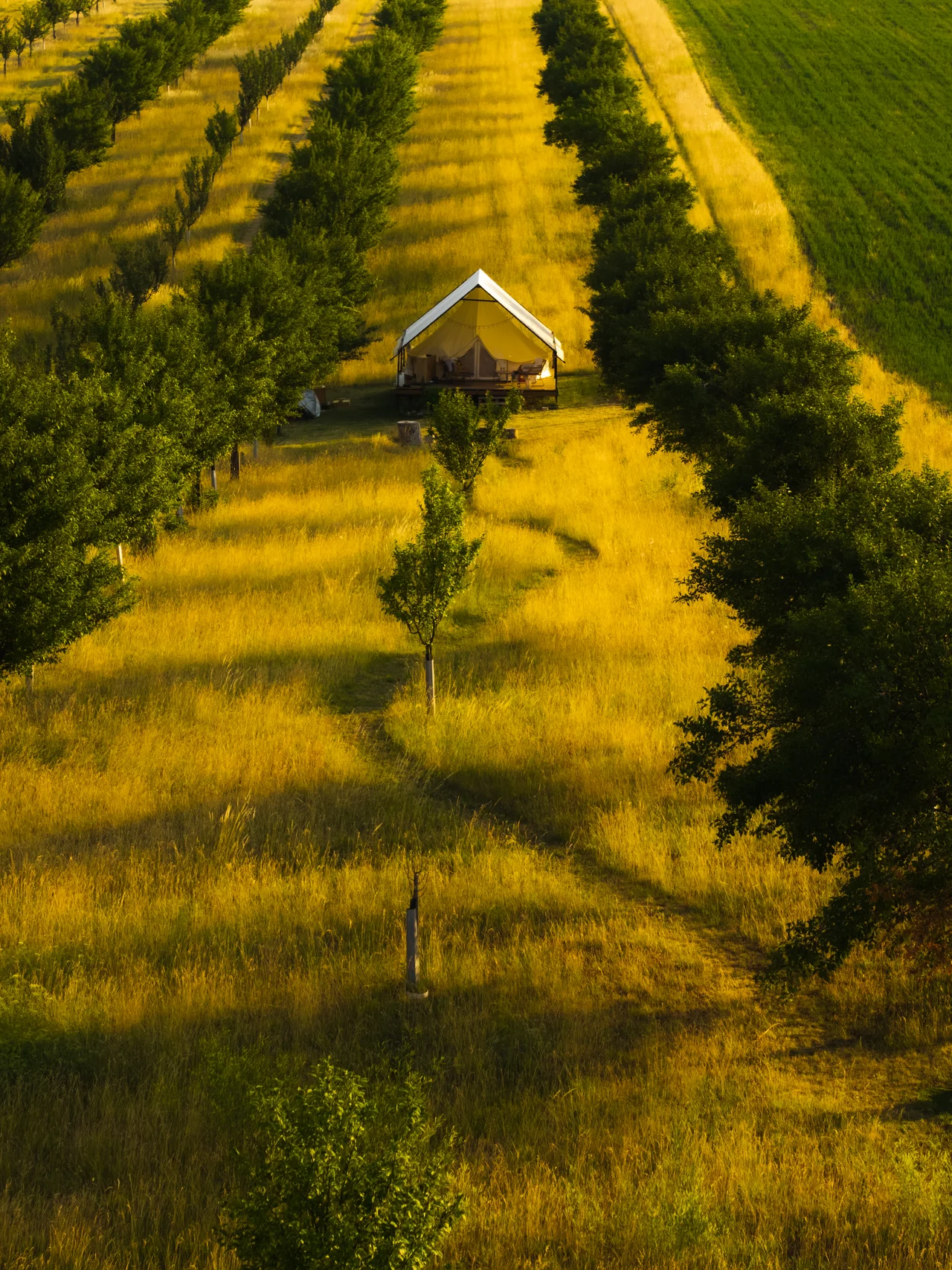 Flower strips in summer, and the glamping