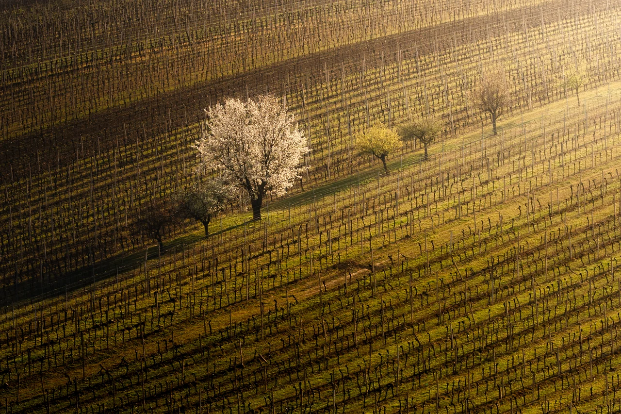 Čejkovice in spring