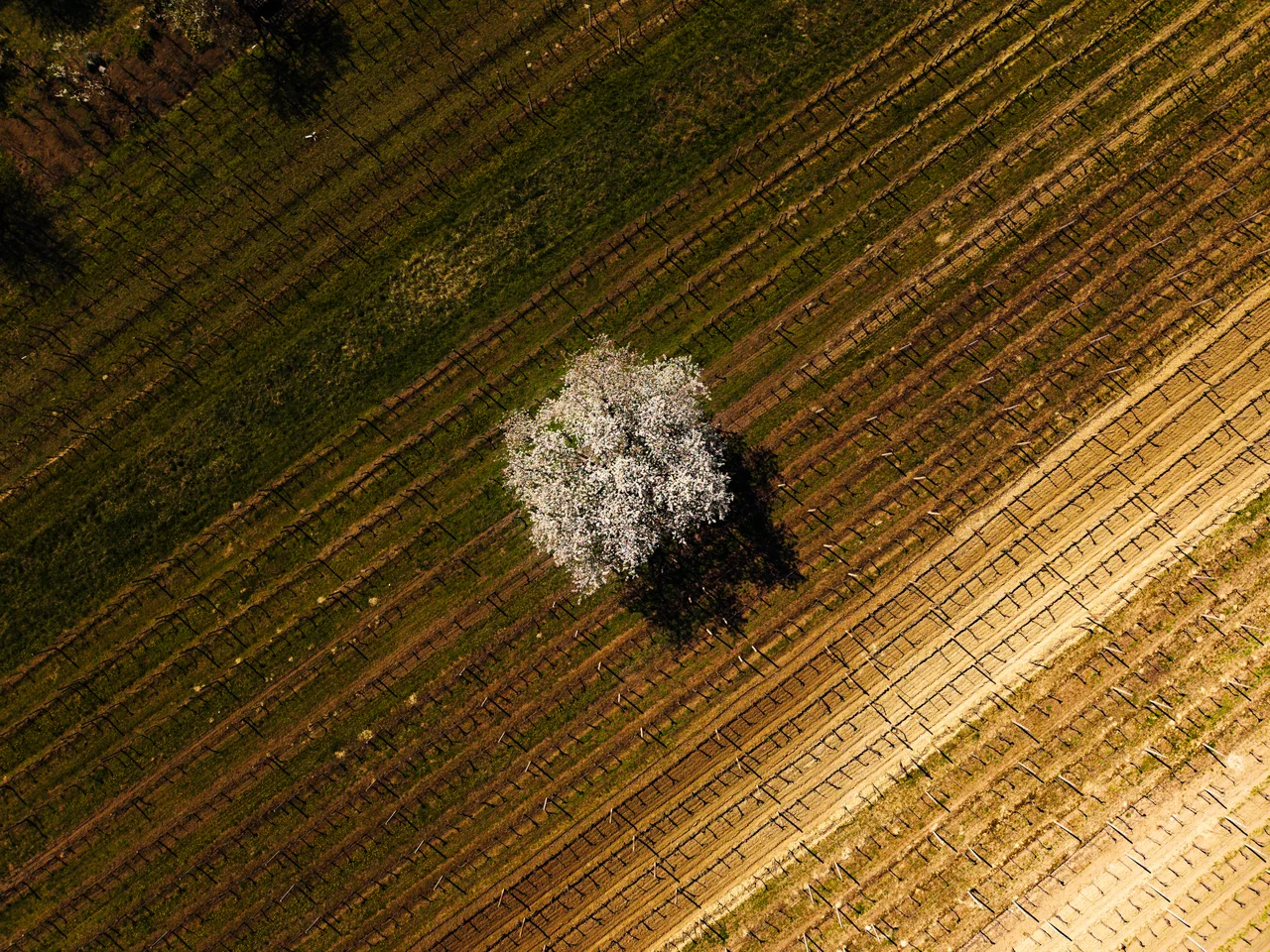 Čejkovice in spring