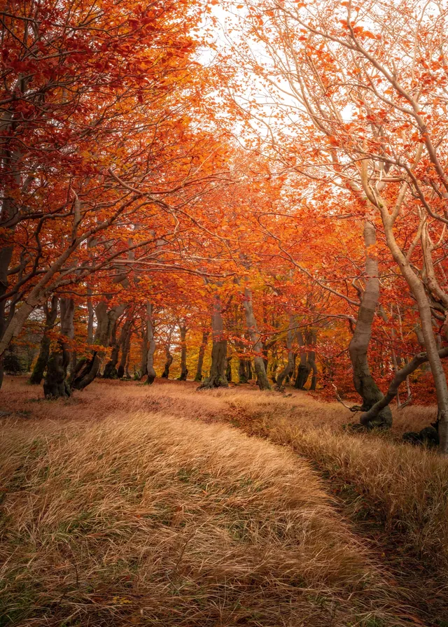 Beeches on Bouřňák, Czech Republic