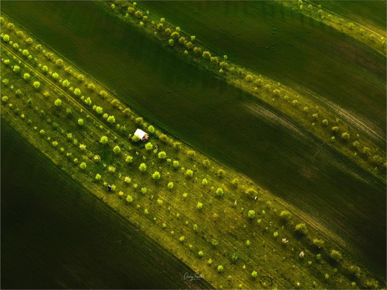 Flower strips near Šardice in spring