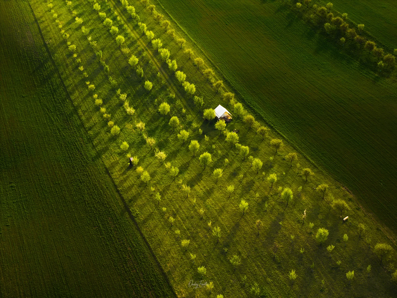 Flower strips near Šardice in spring