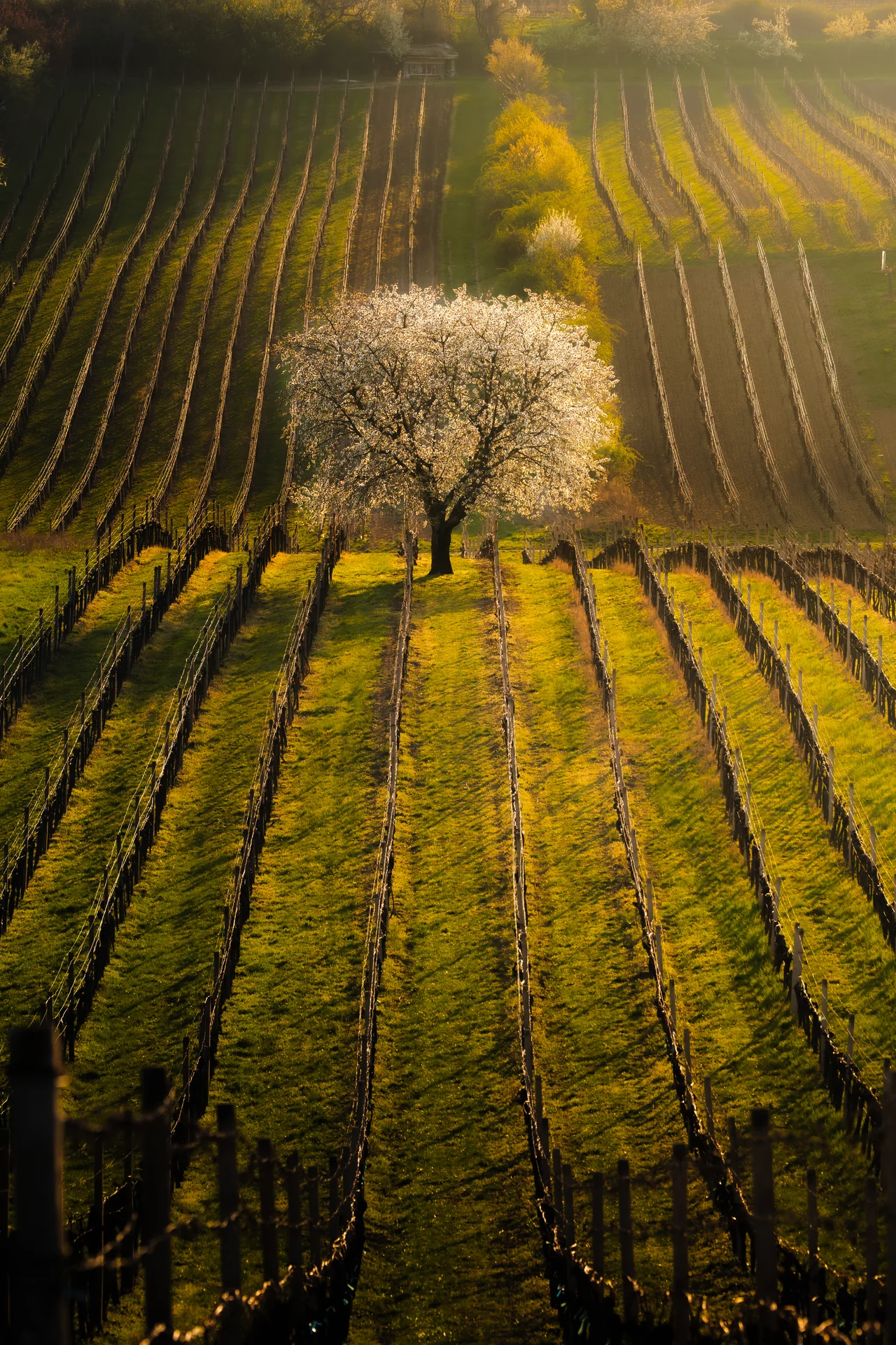 Čejkovice in spring
