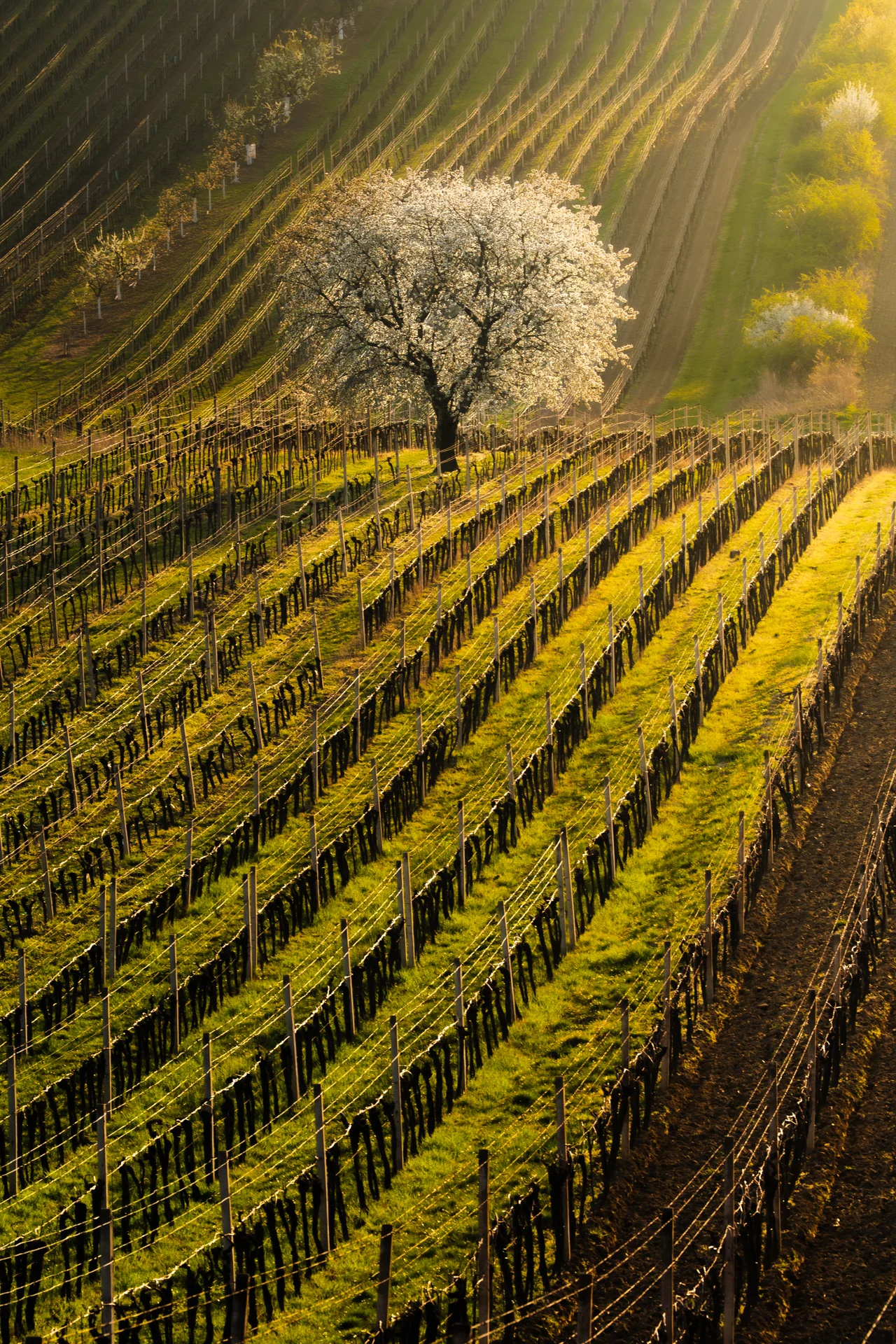 Čejkovice in spring